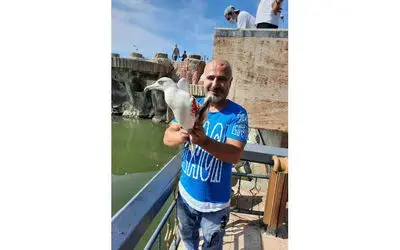 Yaralı martıyı tedavi ettirip doğaya bıraktı
