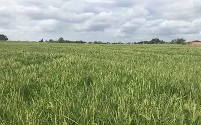 Müdür Sağlam’dan ’şap hastalığı’ ve ’çeltik yanıklığı’ uyarısı
