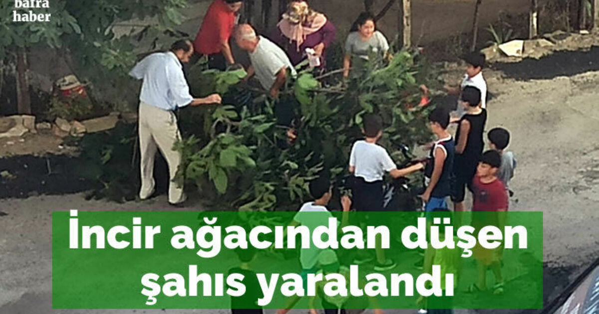 Bafra'da İncir ağacından düşen şahıs yaralandı