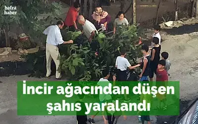 Bafra'da İncir ağacından düşen şahıs yaralandı