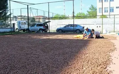 Üreticinin fındık kurutma mücadelesi
