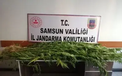 Jandarmadan kenevir operasyonu
