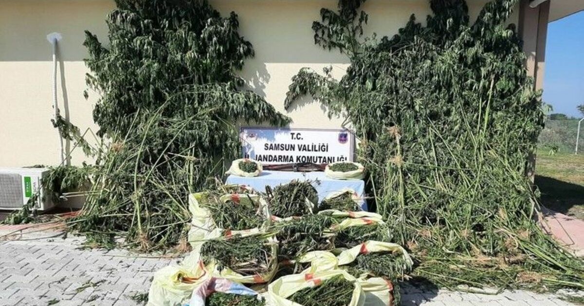 Samsun’da 147 kilo esrar ele geçirildi, 14 kişi gözaltına alındı
