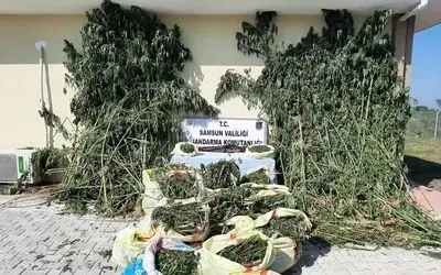 Samsun’da 147 kilo esrar ele geçirildi, 14 kişi gözaltına alındı
