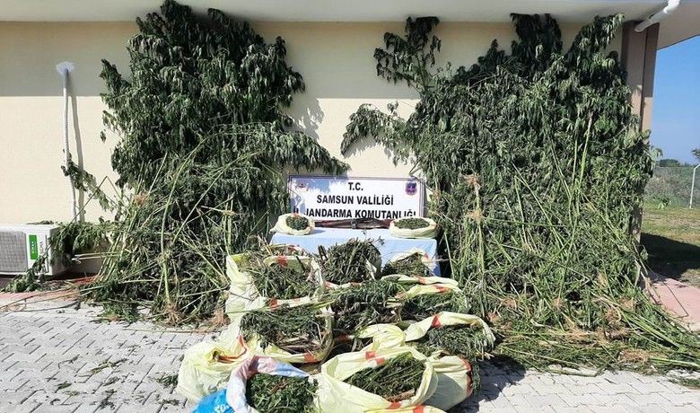Samsun’da 147 kilo esrar elegeçirildi, 14 kişi gözaltına alındı - Samsun İl Jandarma Komutanlığı İstihbarat Şube Müdürlüğü ekipleri, toplam 10 olayda 14 şüpheli şahsı gözaltına alırken, 147 kilo 330 gram kubar esrar ve 4 bin 89 kök kenevir bitkisi ele geçirdi.