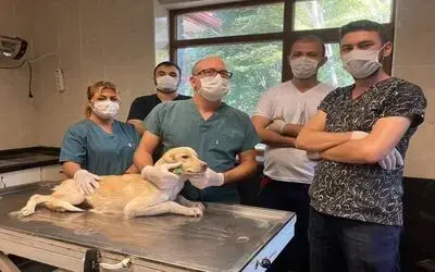 Yaralı köpek 1 ayda tedavi edildi
