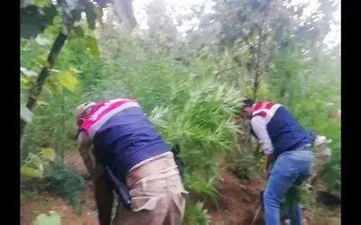 Jandarmanın kenevir operasyonları devam ediyor
