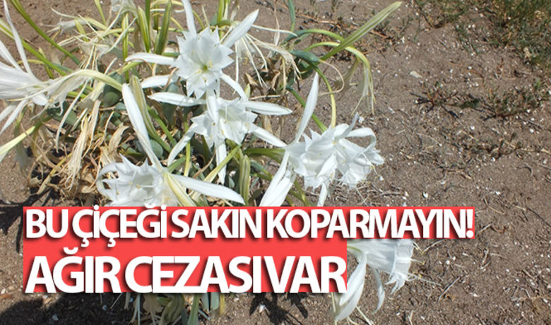 Kum zambaklarını koparanlara ağır ceza - Dünyada ve Türkiye'de koruma altına alınan ve nesli tükenmekte olan kum zambakları, Antalya'nın Kumluca ilçesindeki Obalar Plajında çiçek açtı. Sayıları gün geçtikçe azalan koruma altındaki kum zambakları, bölge halkının ilgi odağı haline geldi. Kum zambaklarını koparanlara 73 bin TL, zarar veren kurumlara ise 300 bin 856 TL para cezası uygulanacak.	Kopartana ağır ceza var	“Kurak bir mevsimde açmasından dolayı çok kıymetli”BUGÜN NELER OLDU?
