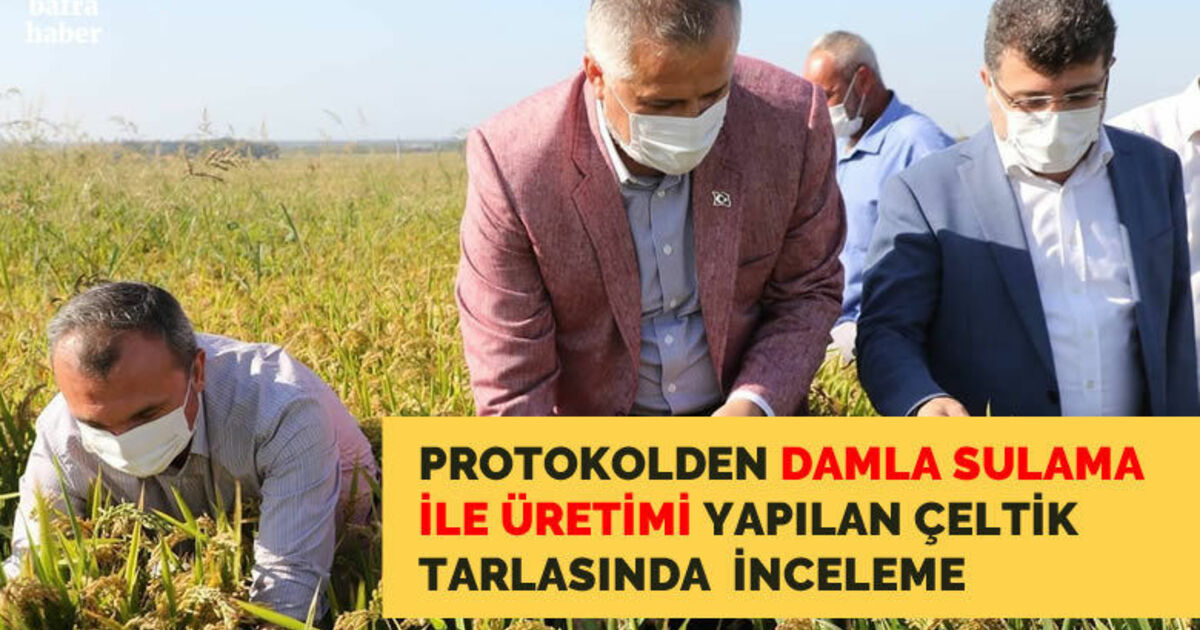 Protokolden damla sulama ile üretimi yapılan çeltik tarlasında inceleme