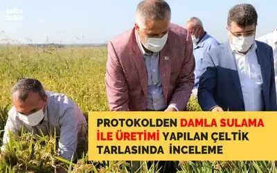 Protokolden damla sulama ile üretimi yapılan çeltik tarlasında inceleme