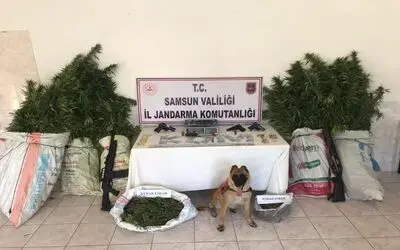 Bafra’da jandarma ekipleri uyuşturucu ve silah ele geçirdi
