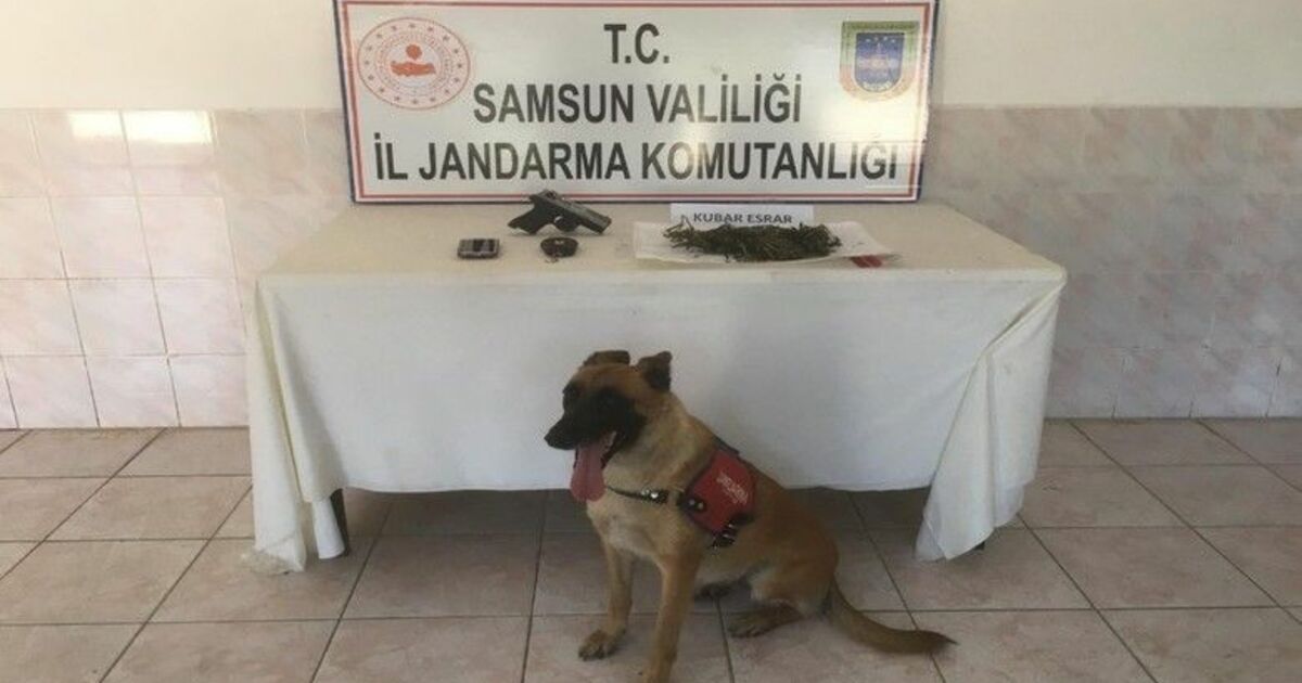 Bafra’da jandarma uyuşturucuya geçit vermiyor
