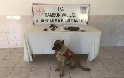 Bafra’da jandarma uyuşturucuya geçit vermiyor
