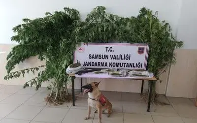 Alacam’da  uyuşturucu operasyonu
