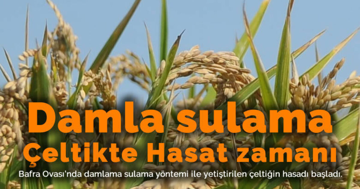 Bafra'da damlama sulama yöntemi ile yetiştirilen çeltiğin hasadı yapıldı