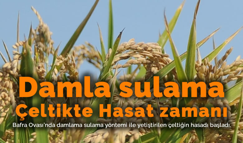 Bafra'da damlama sulama yöntemiile yetiştirilen çeltiğin hasadı yapıldı - Türkiye’nin en verimli ovalarından biri olan Bafra Ovası’nda damla sulama yöntemi ile yetiştirilen çeltiğin hasadı başladı. 2018 yılından günümüze kadar uygulanan damlama sulama yöntemi ile su kullanımında tasarruf sağlanırken ürün verimliği de artıyor.