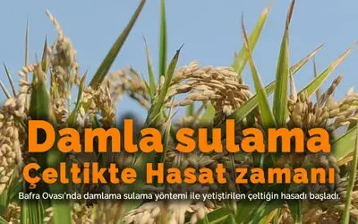 Bafra'da damlama sulama yöntemi ile yetiştirilen çeltiğin hasadı yapıldı