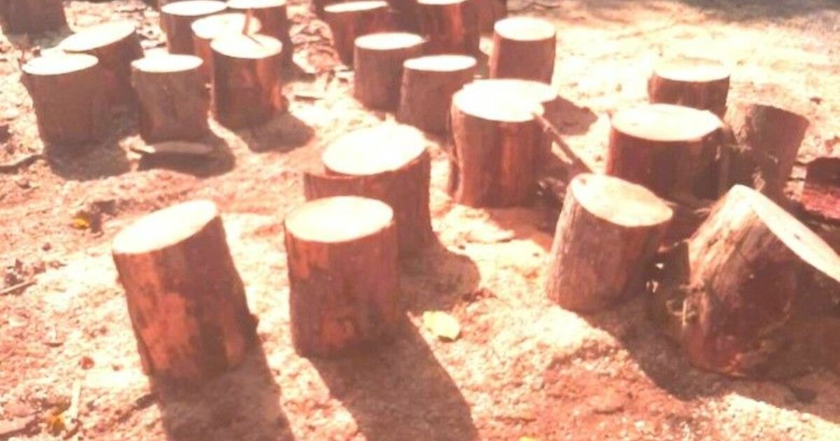 Bafra'da Orman emvali kaçakçılarına jandarma darbesi