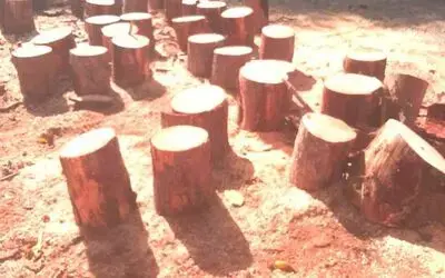 Bafra'da Orman emvali kaçakçılarına jandarma darbesi