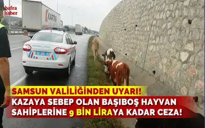 Kazaya Sebep Olan Başıboş Hayvan Sahiplerine 9 Bin Liraya Kadar Ceza!
