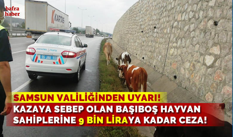 Kazaya Sebep Olan Başıboş Hayvan Sahiplerine 9 Bin Liraya Kadar Ceza!