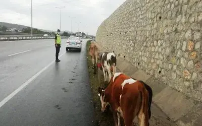 Hayvanlarını başıboş bırakan hayvan sahiplerine 3 ay hapis