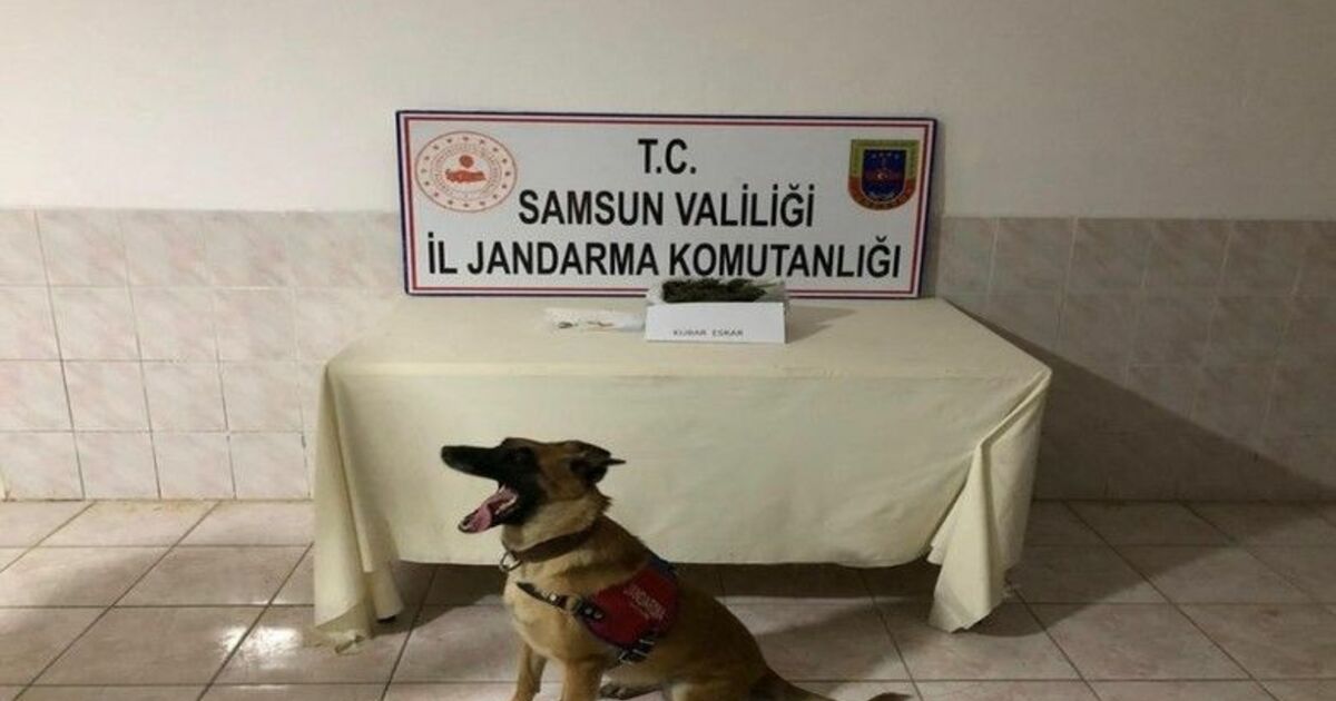 Bafra’da kubar esrar ele geçirildi
