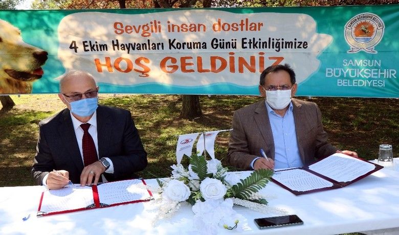 Samsun Büyükşehir ile OMÜarasında ’sokak hayvanları protokolü’ - Samsun Büyükşehir Belediyesi ile Ondokuz Mayıs Üniversitesi (OMÜ) arasında Dünya Hayvanları Koruma Günü’nde “Sokak Hayvanlarını Muayene, Tetkik, Teşhis, Tedavi ve Otopsi Hizmet Protokolü” imzalandı.