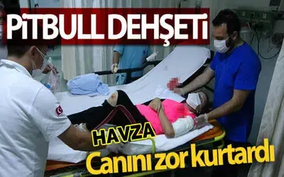 Samsun’da pitbull dehşeti