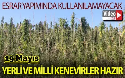Yerli ve milli kenevirler hasada hazır: Bu kenevirlerden 'esrar' yapılamayacak