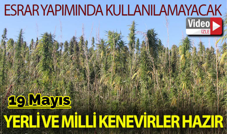 Yerli ve milli kenevirler hasadahazır: Bu kenevirlerden 'esrar' yapılamayacak