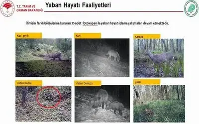 Fotokapana yaban kedisi yakalandı
