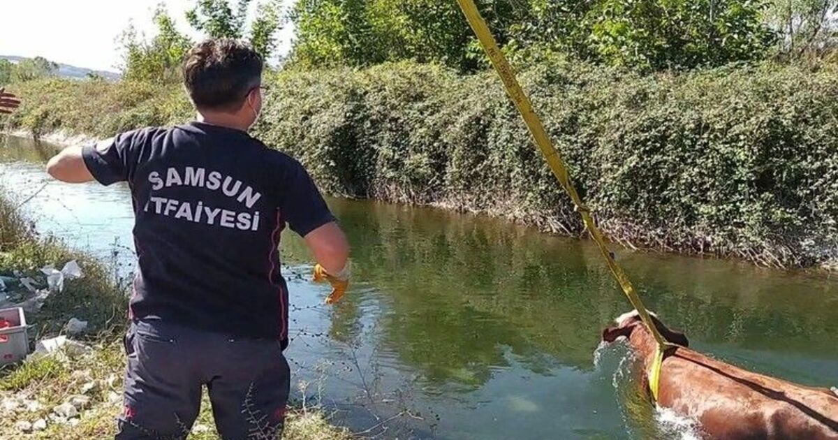 Sulama kanalına düşen inek kurtarıldı
