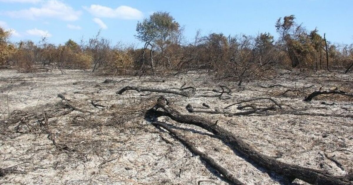 Samsun’da ormanlarda çıkan 41 yangında 64,75 hektar alan zarar gördü
