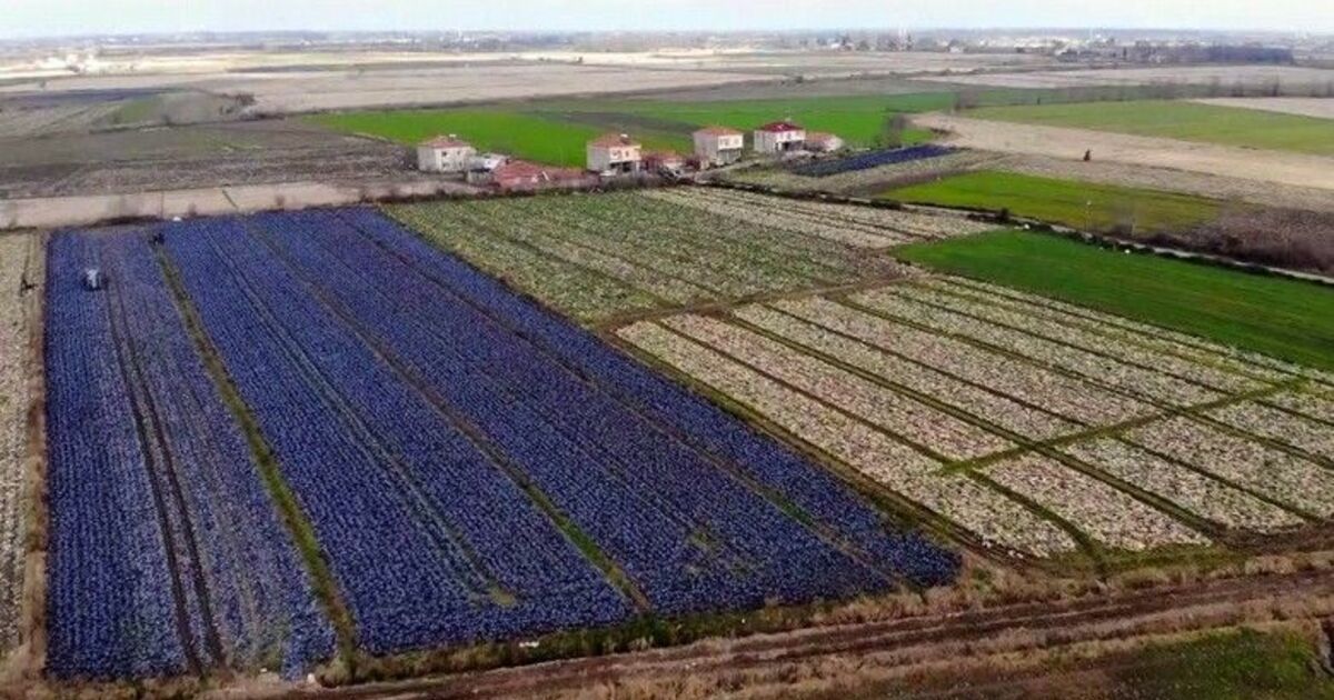 Samsun yerli ve milli tarım üretiminde Türkiye birincisi
