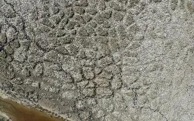 Kızılırmak Deltası’nda korkutan görüntü
