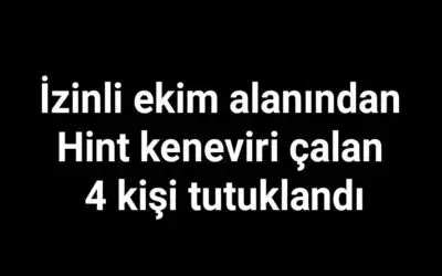 İzinli ekim alanından Hint keneviri çalan 4 kişi tutuklandı