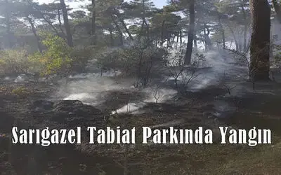 Sarıgazel Tabiat Parkında Yangın