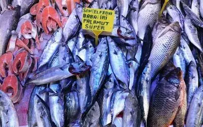 Samsun’da palamut yerini hamsiye bırakıyor
