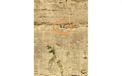 Dağ keçilerine taş çıkartan köpek için kurtarma operasyonu
