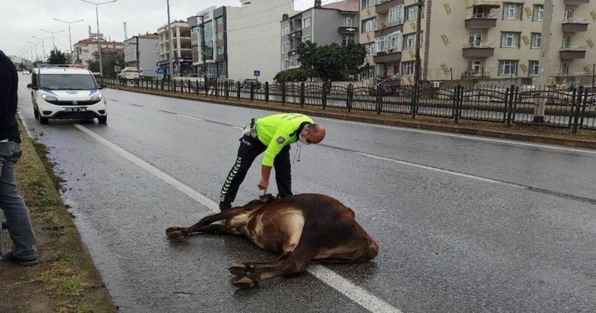 Karayoluna çıkan büyükbaş hayvan kazaya yol açtı
