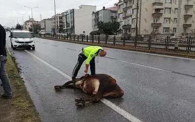 Karayoluna çıkan büyükbaş hayvan kazaya yol açtı
