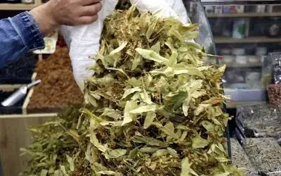 Havalar soğudu, ıhlamurlar piyasaya çıktı
