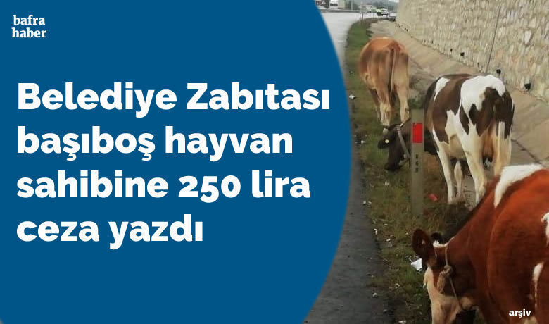 Zabıta Başıboş Hayvan Sahibine 250 Lira Ceza Yazdı - Samsun’un Bafra ilçesinde anayol üzerinde başıboş dolaşan 3 büyükbaş hayvan sahibine Bafra Belediyesi tarafından ceza kesildi.