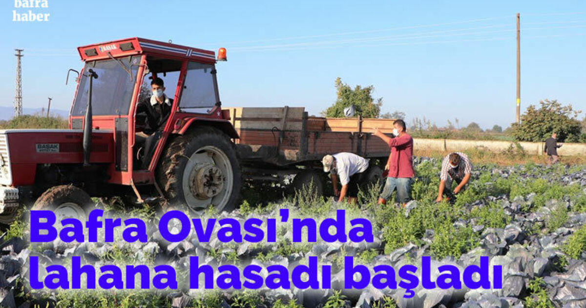 Bafra Ovası’nda lahana hasadı başladı