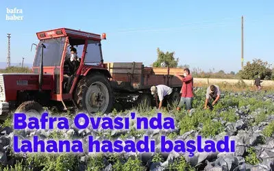Bafra Ovası’nda lahana hasadı başladı