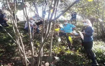 Fındıkta verimi artırmak için eğitimler devam ediyor
