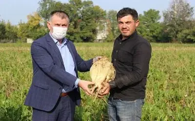 Şeker pancarı üreticileri: "Böyle verim görmedik"
