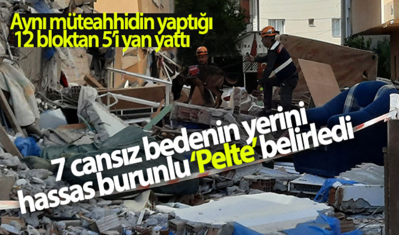 Yan yatan 3 binadaki 7 cansızbedenin yerini hassas burunlu ‘Pelte' belirledi - İzmir'de depremde yan yatan ve yıkılmaması için iş makineleriyle desteklenen Barış Sitesi’nin enkazında hayatını kaybeden 7 vatandaşın yeri, jandarmaya ait hassas burunlu kadavra köpeği ‘Pelte’ ile belirlendi.BUGÜN NELER OLDU?