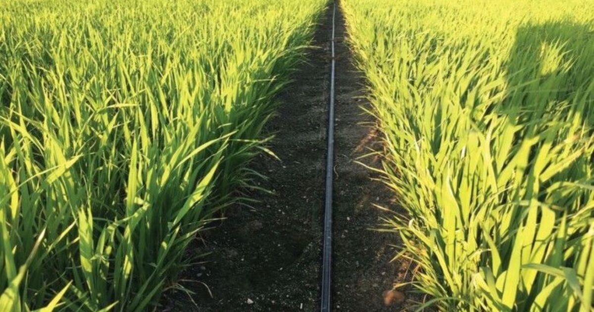 Samsun’da 30 ton soya ve 126 ton çeltik tohumu üreticilere dağıtıldı

